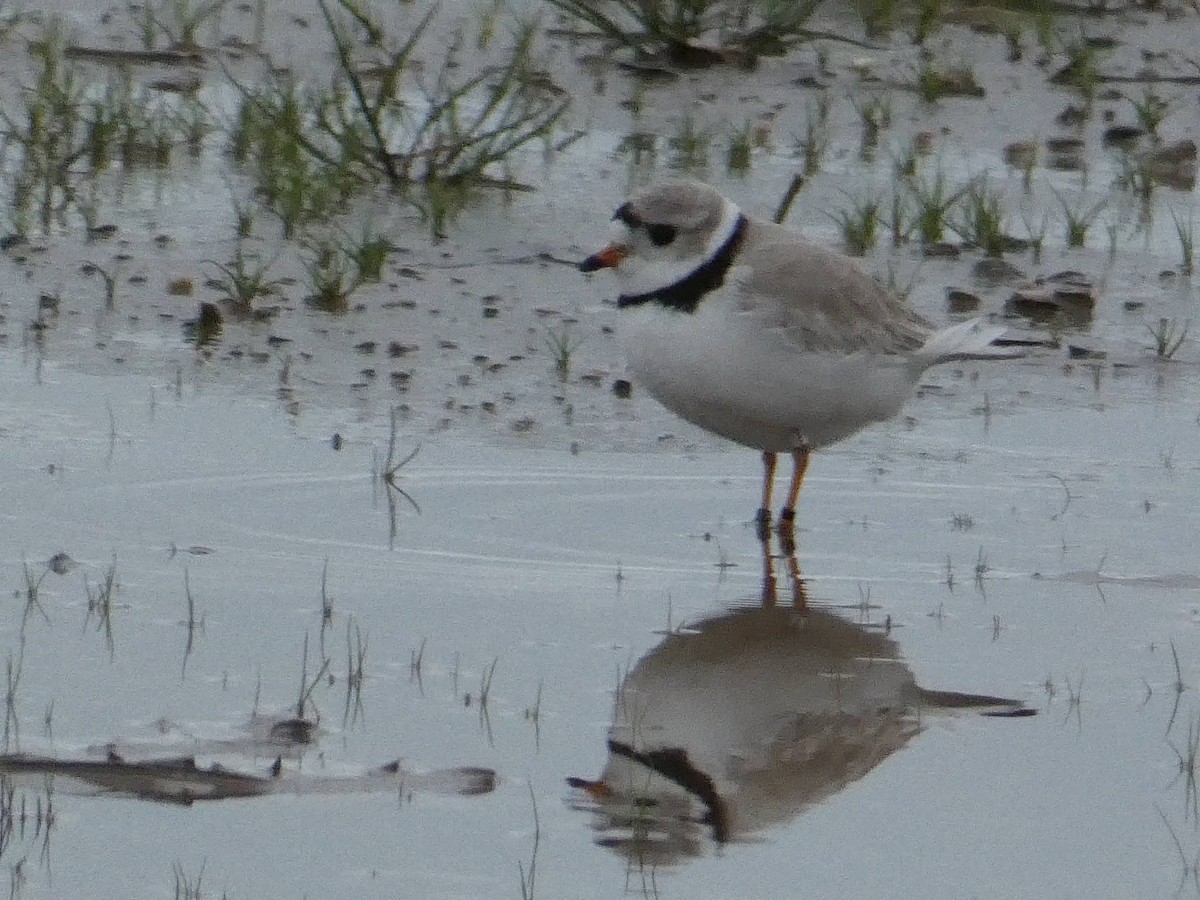 Piping Plover - ML337268501