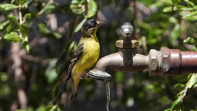 Lesser Goldfinch - ML337270851