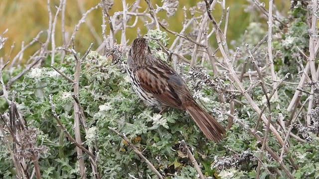 Song Sparrow - ML337271651