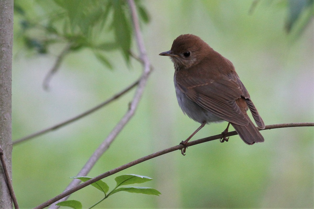 Veery - ML337271741