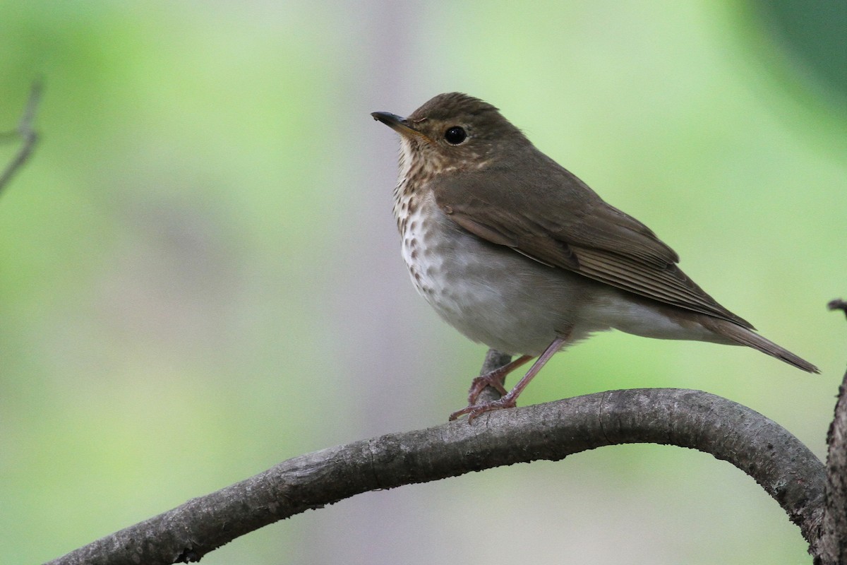 Swainson's Thrush - ML337271821
