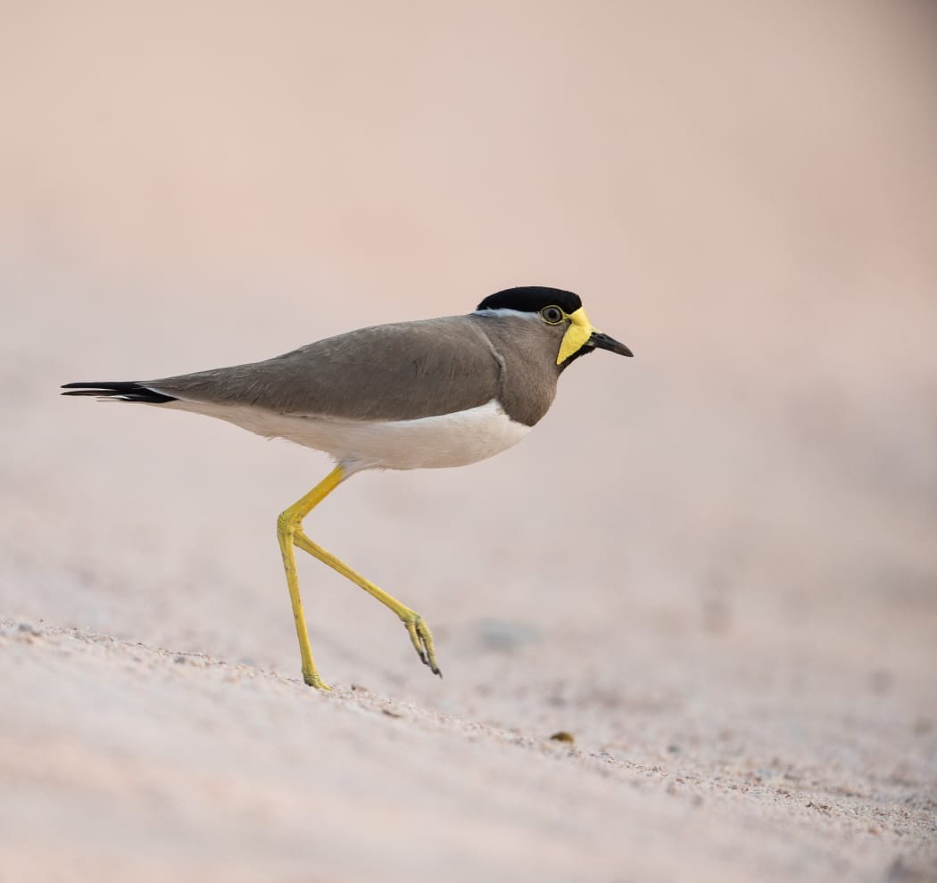 Yellow-wattled Lapwing - Rajeev Gejje