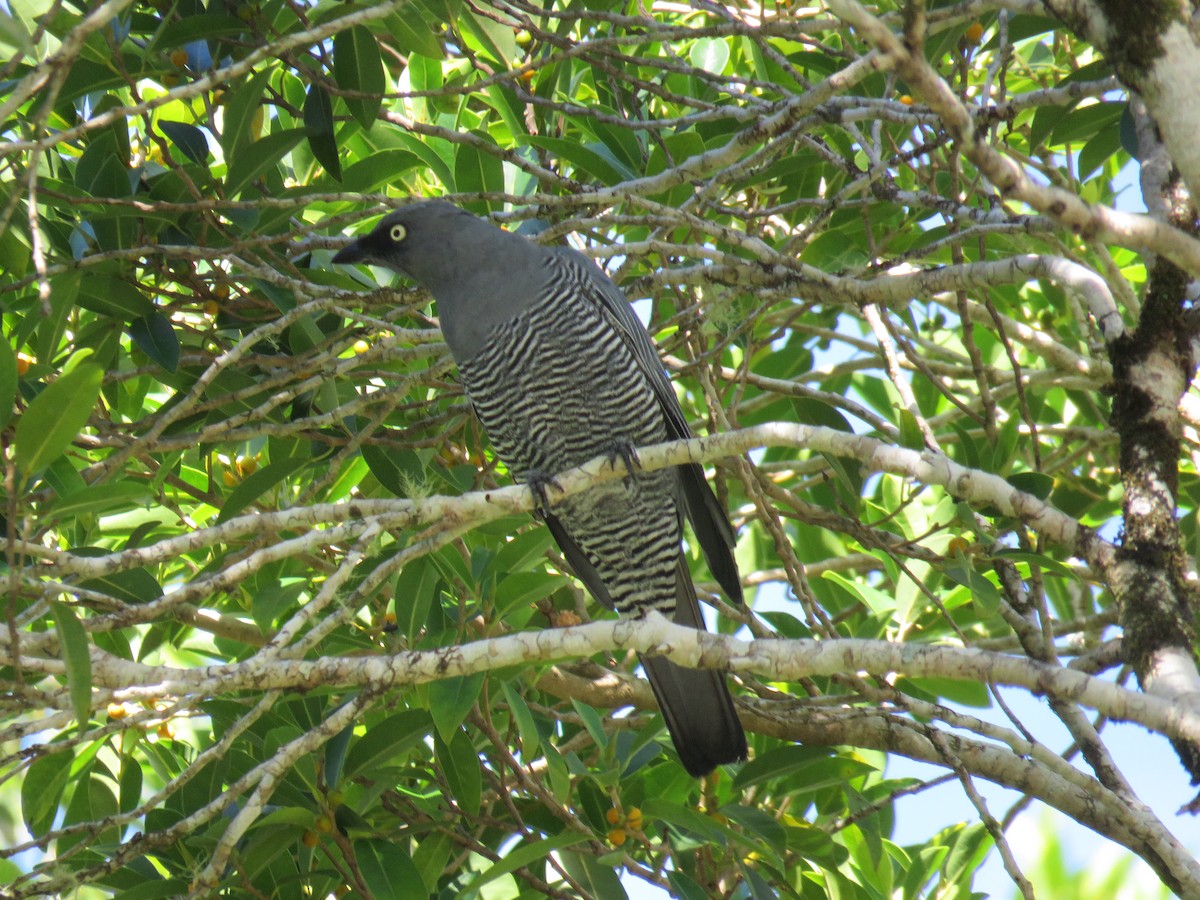Barred Cuckooshrike - Phil Gregory | Sicklebill Safaris | www.birder.travel