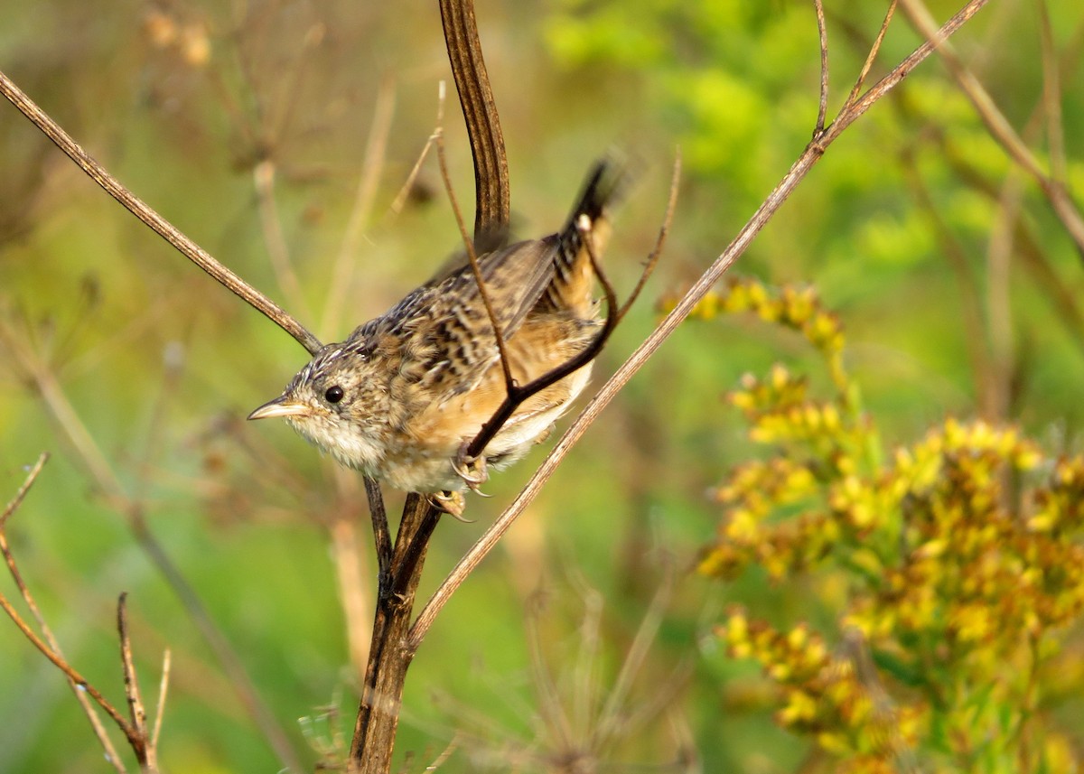 Marsh Wren - ML33727251