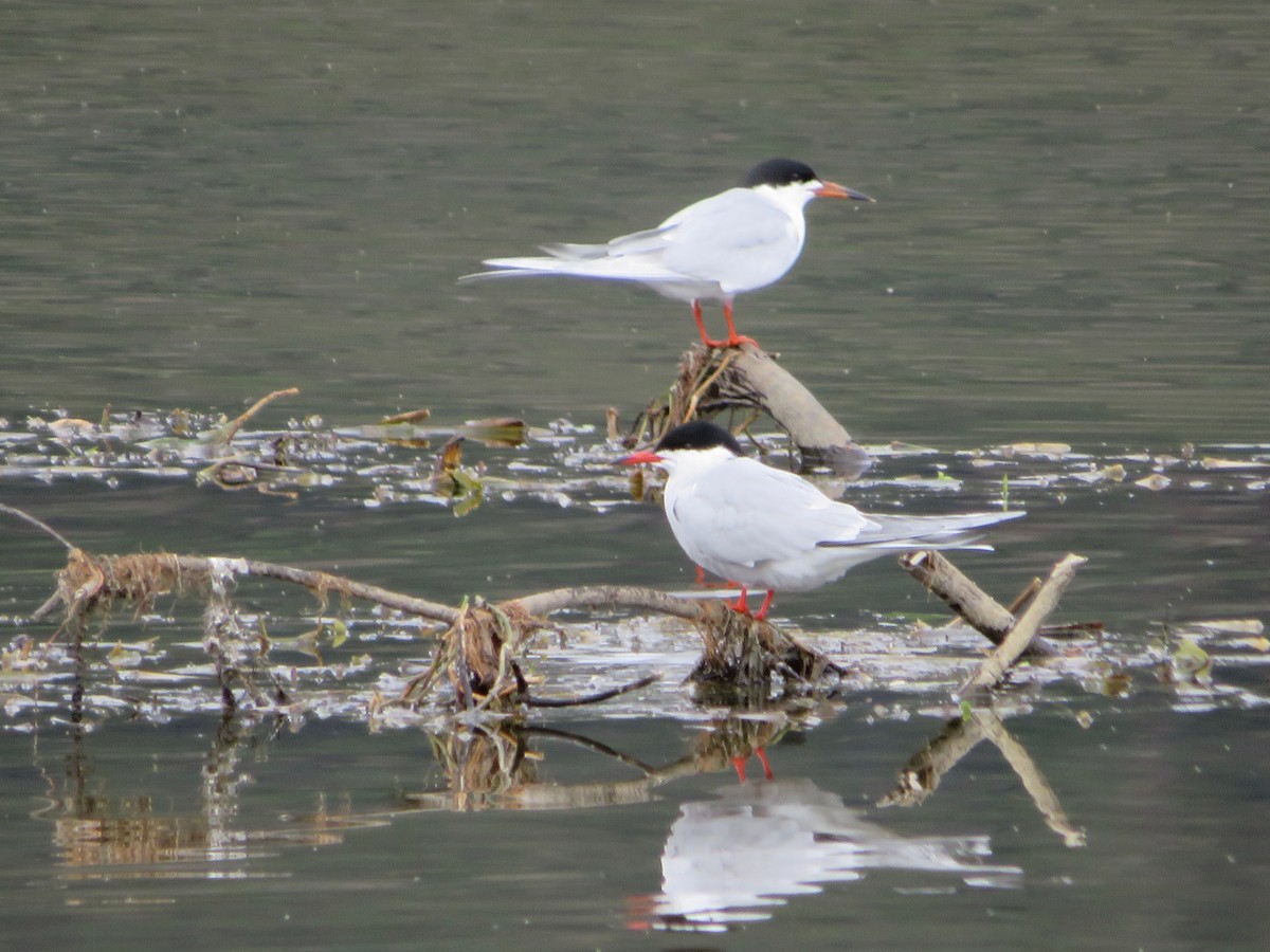 Common Tern - ML337272691