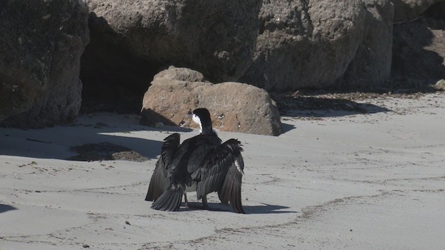 Pied Cormorant - ML337274421