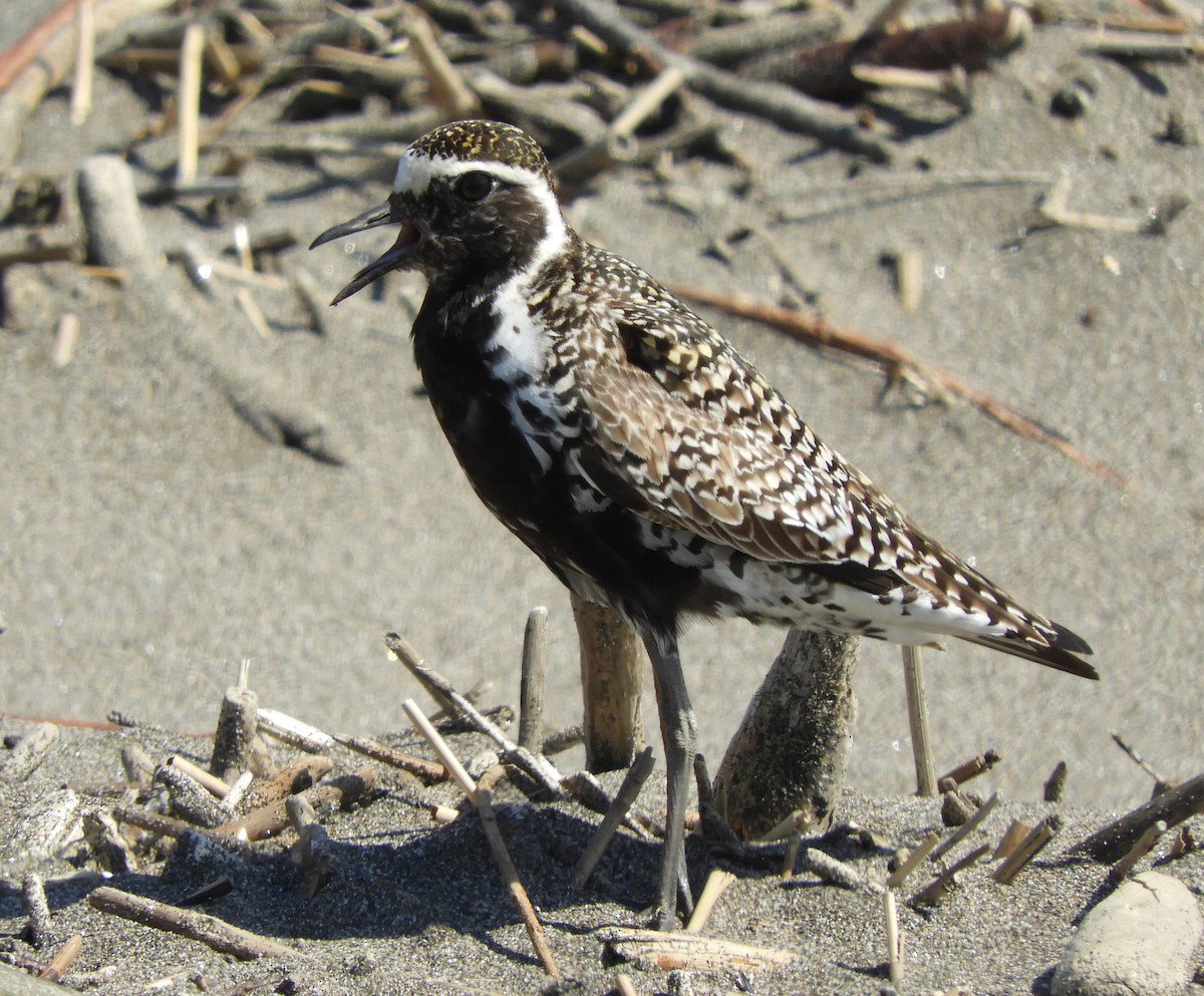 Pacific Golden-Plover - Silas Brown
