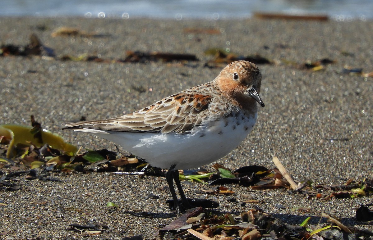 Red-necked Stint - ML337276051