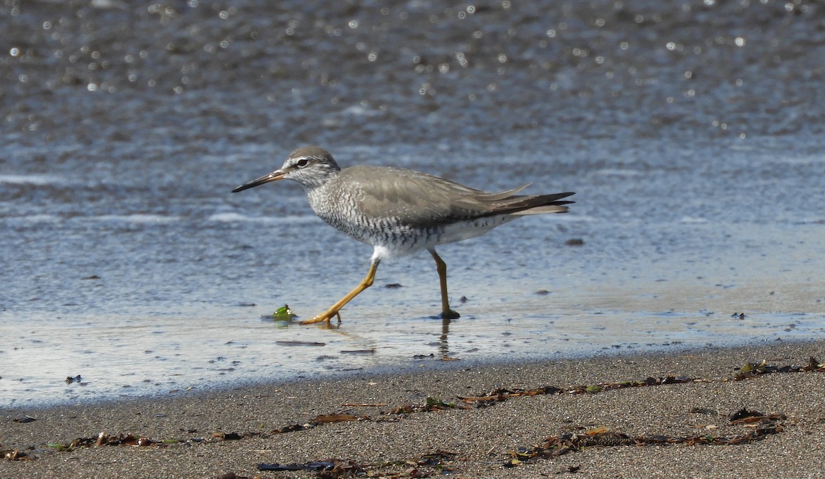 Gray-tailed Tattler - ML337276081