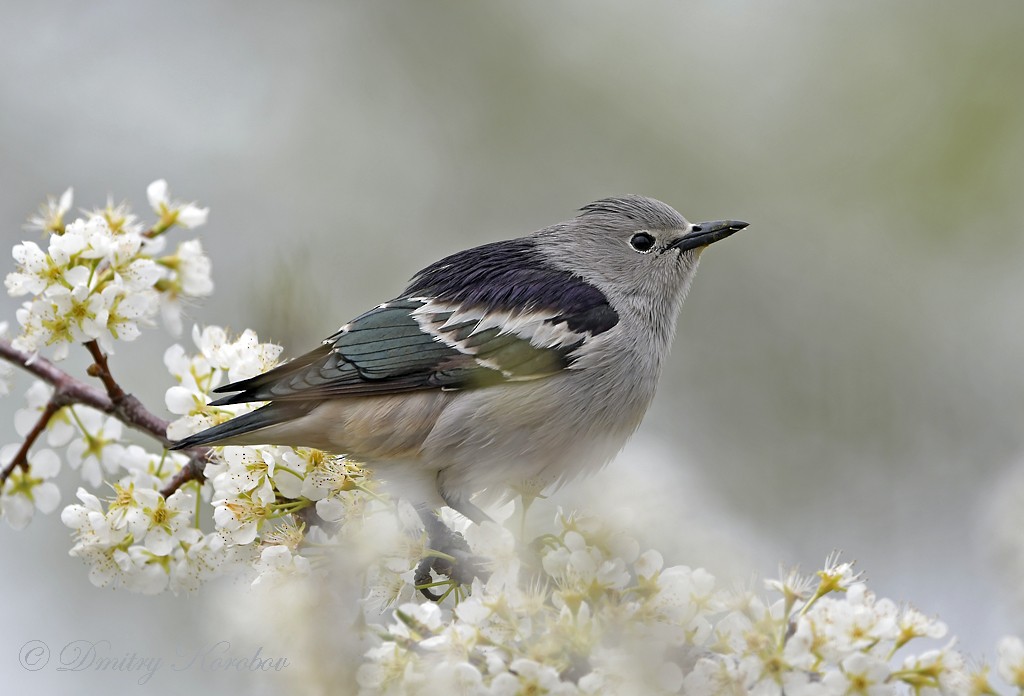 Daurian Starling - ML337276301