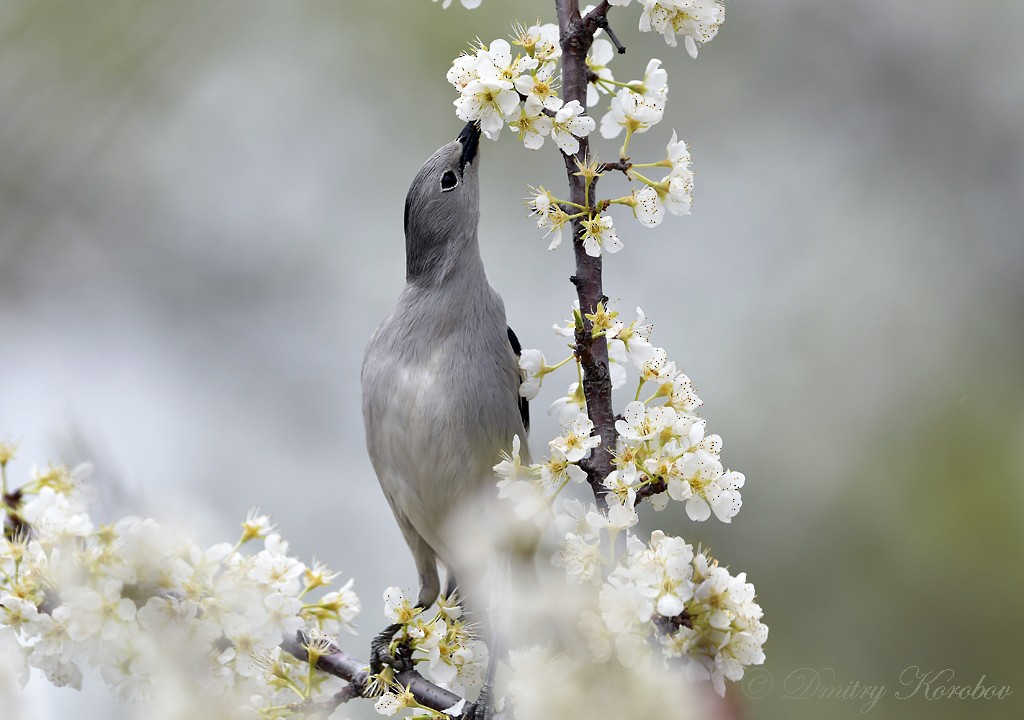 Daurian Starling - ML337276341