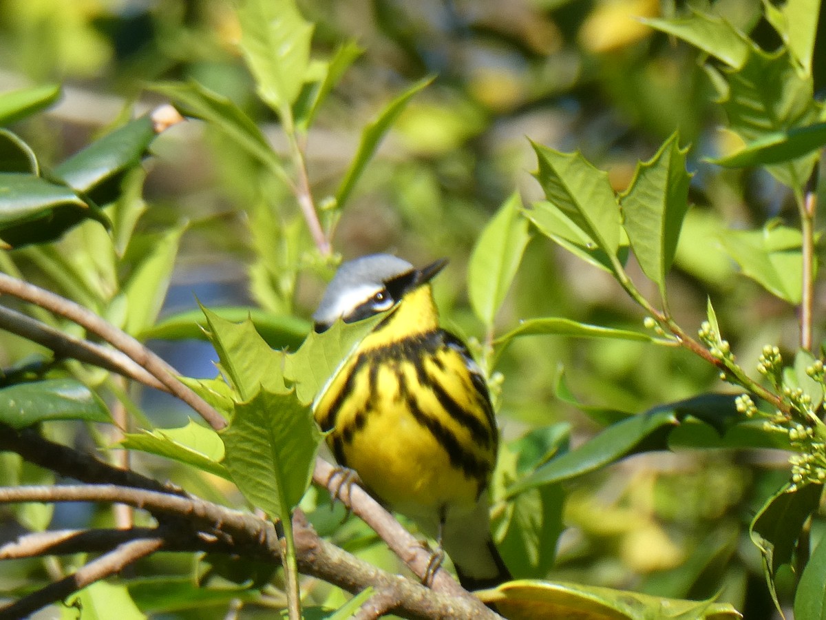 Magnolia Warbler - ML337276951