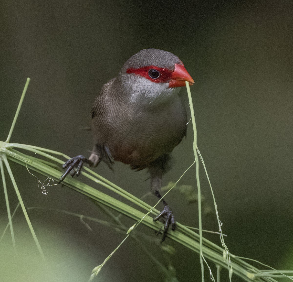 Common Waxbill - ML337277451