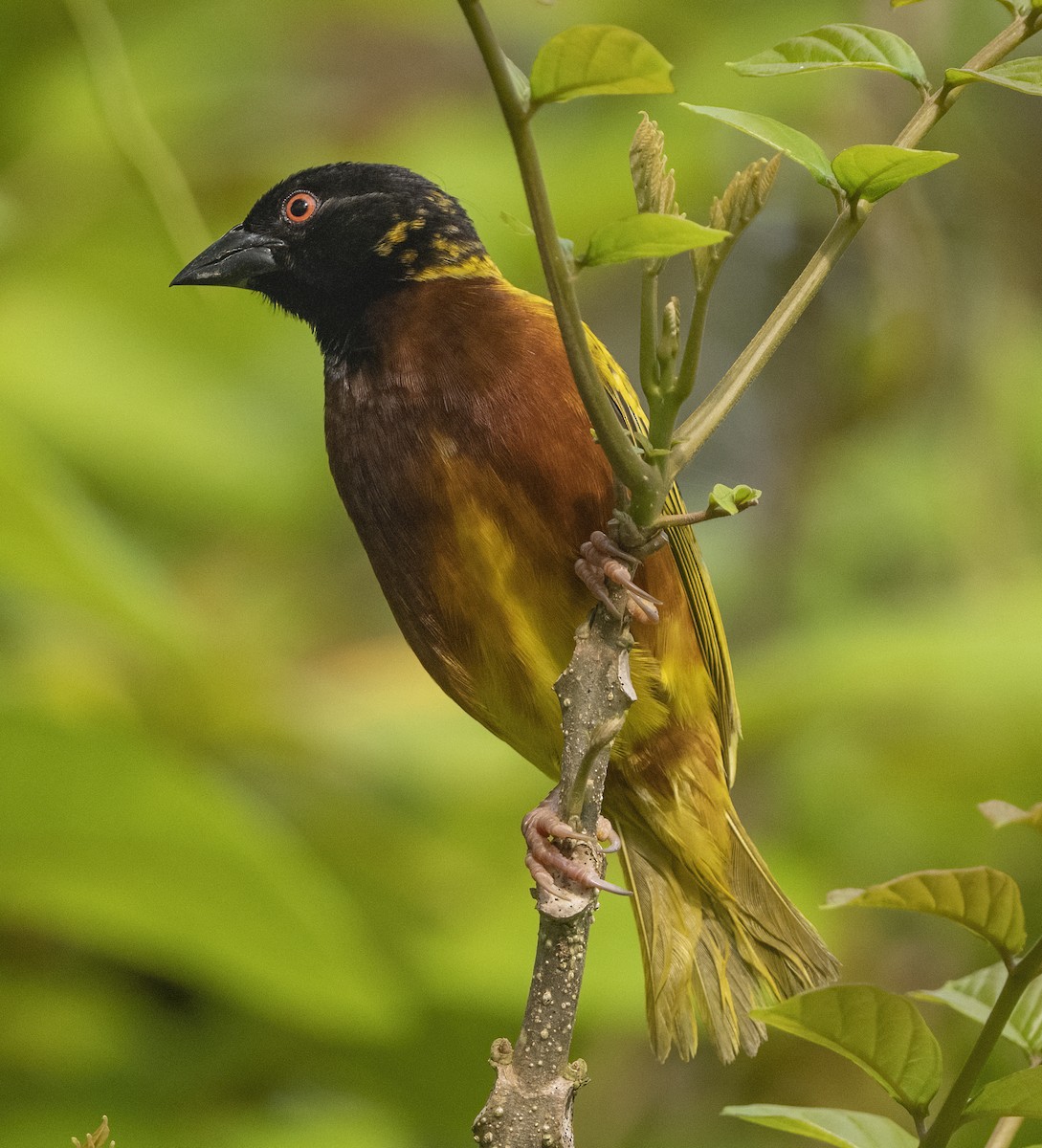 Golden-backed Weaver - ML337277501