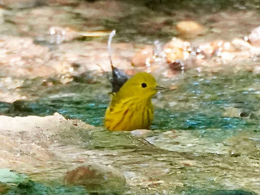 Yellow Warbler - ML337278901