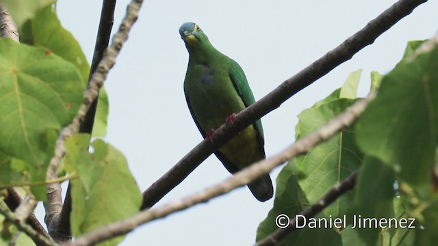 Blue-capped Fruit-Dove - ML337280131