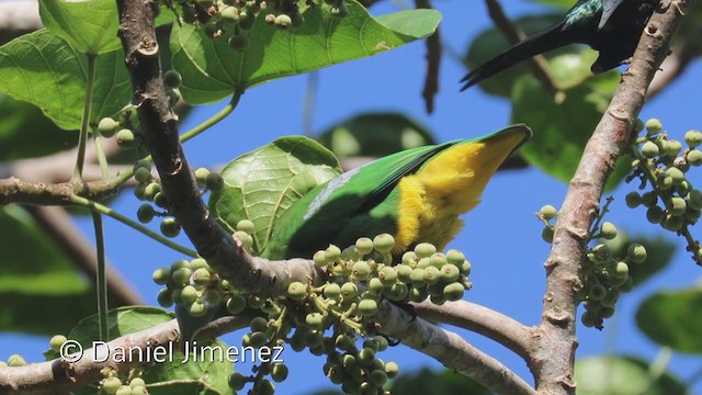 Gray-headed Fruit-Dove - ML337280591