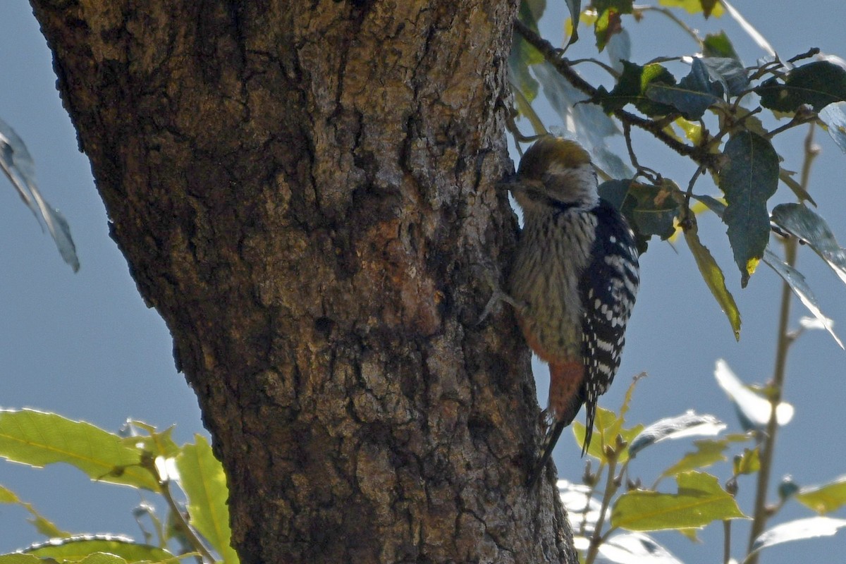 Brown-fronted Woodpecker - ML337280871