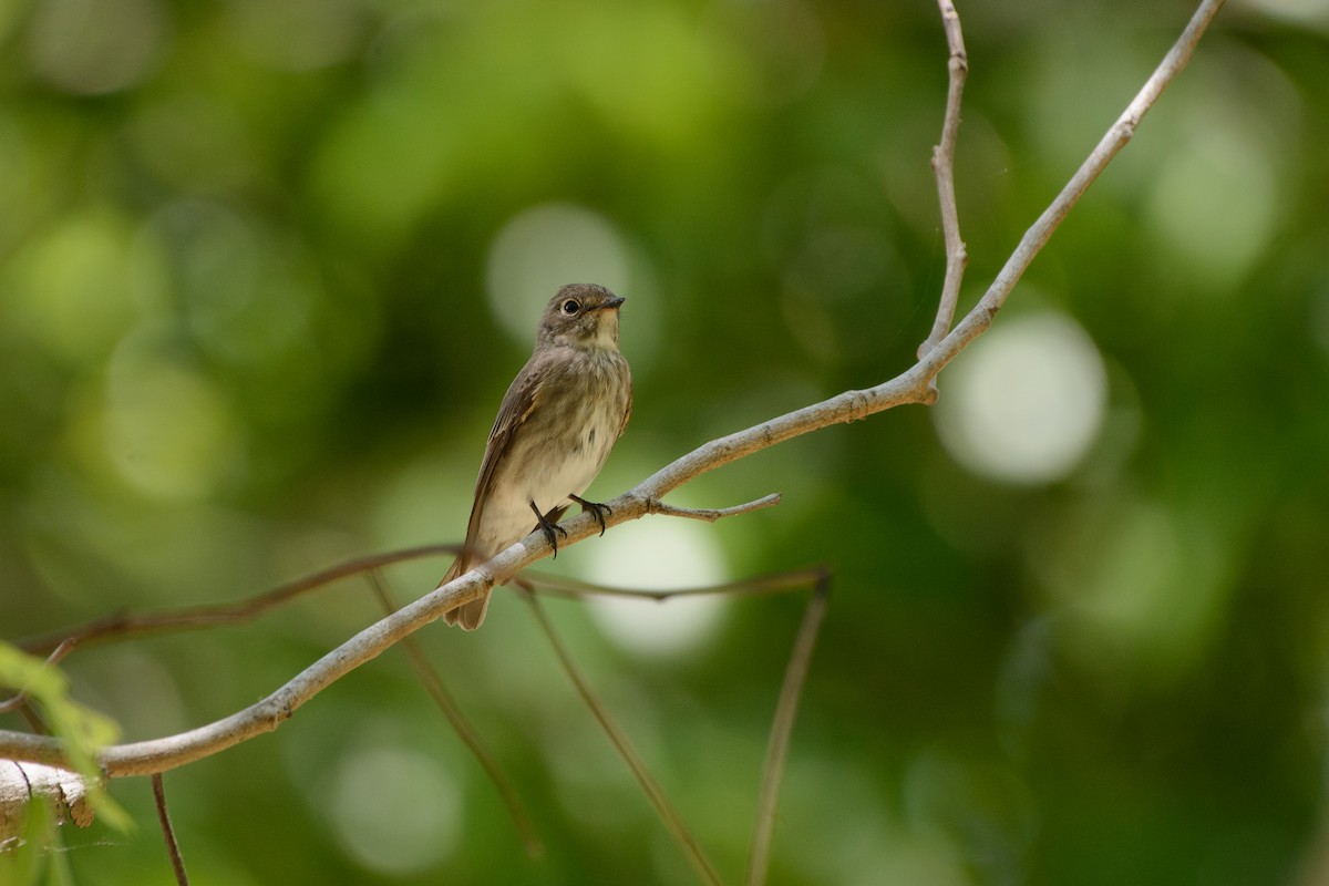 Dark-sided Flycatcher - ML337281271