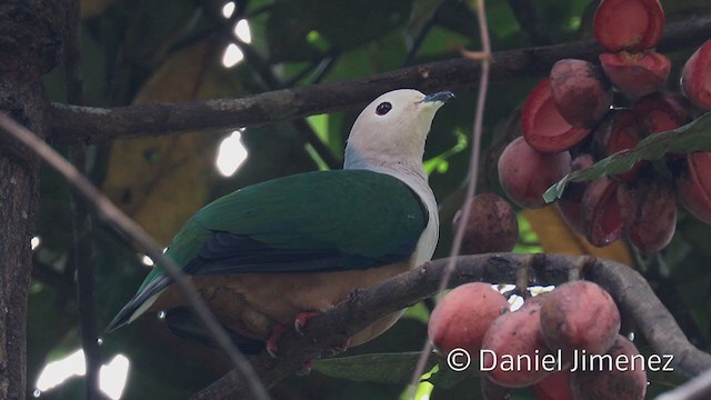 Cinnamon-bellied Imperial-Pigeon - ML337281781