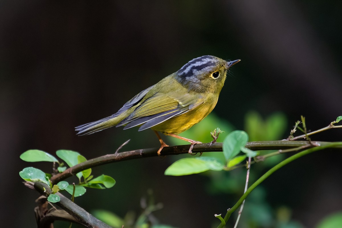 Bianchi's Warbler - Ngoc Sam Thuong Dang