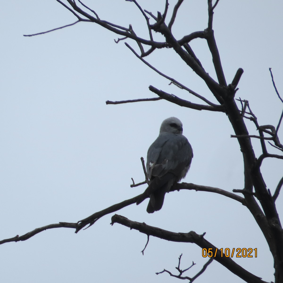 Mississippi Kite - ML337283171