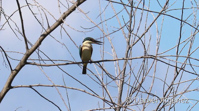 Sacred Kingfisher - ML337283421