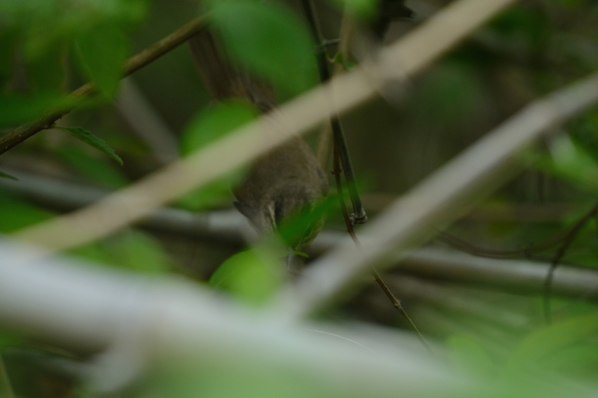 Black-browed Reed Warbler - ML337284801