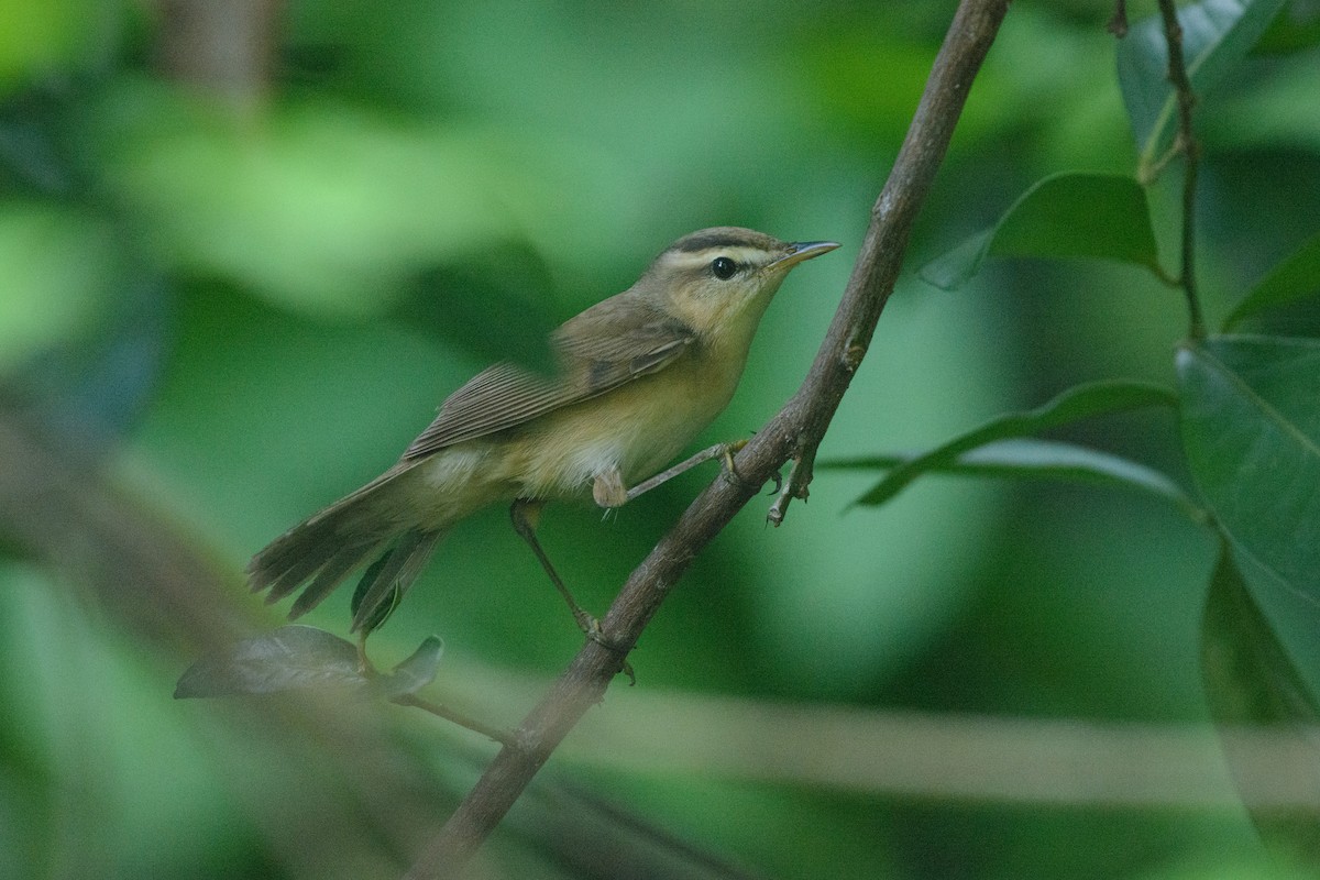 Black-browed Reed Warbler - ML337285061