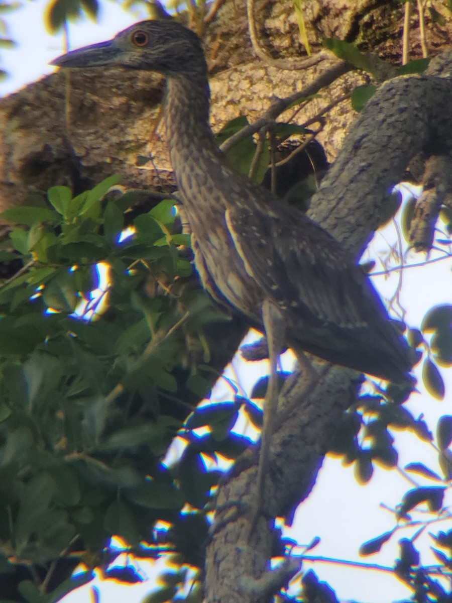 Yellow-crowned Night Heron - ML337285511