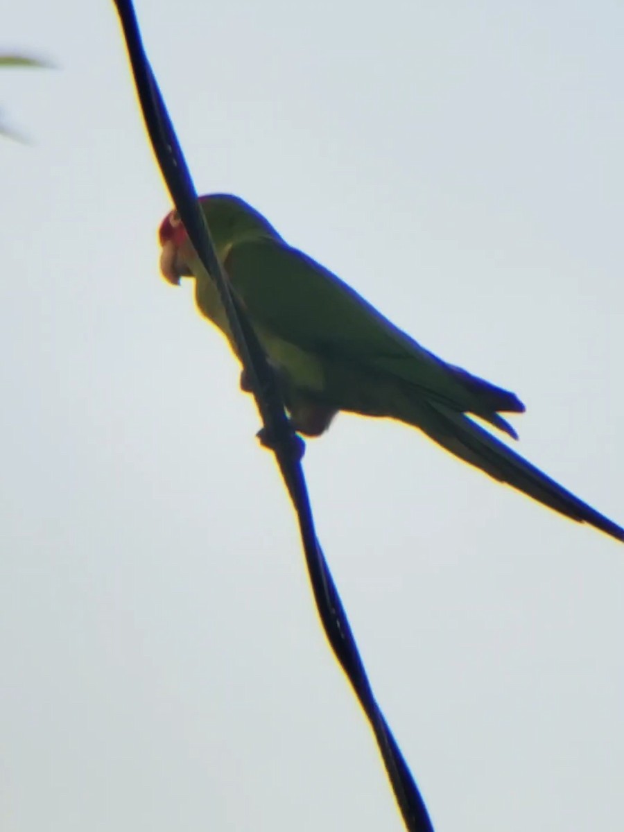 Red-masked Parakeet - ML337285641