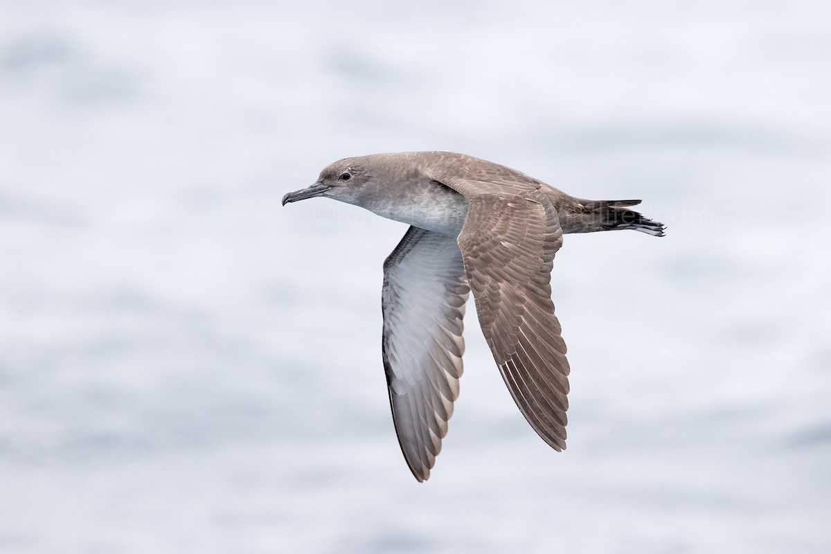 Balearic Shearwater - ML337286761