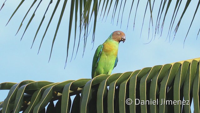 アカガオインコ - ML337287441