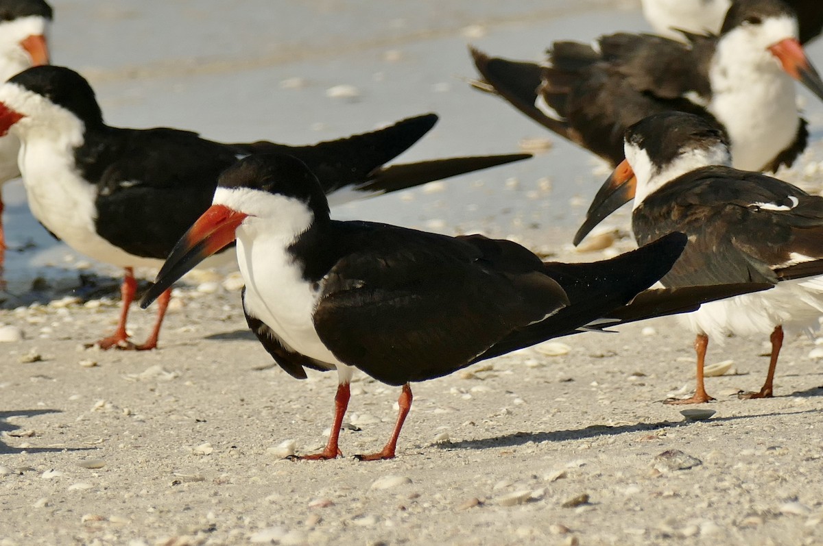 Black Skimmer - ML337287481