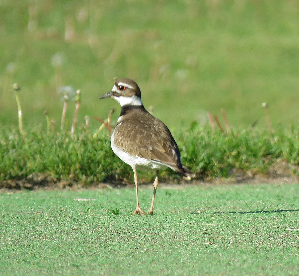 Killdeer - ML337287551