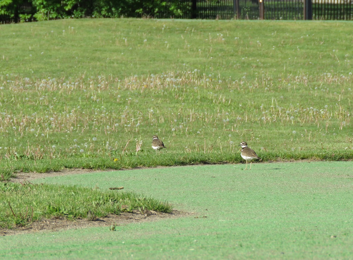 Killdeer - Eric D Gyllenhaal