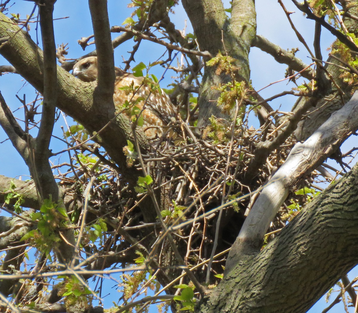 Red-shouldered Hawk - ML337287881