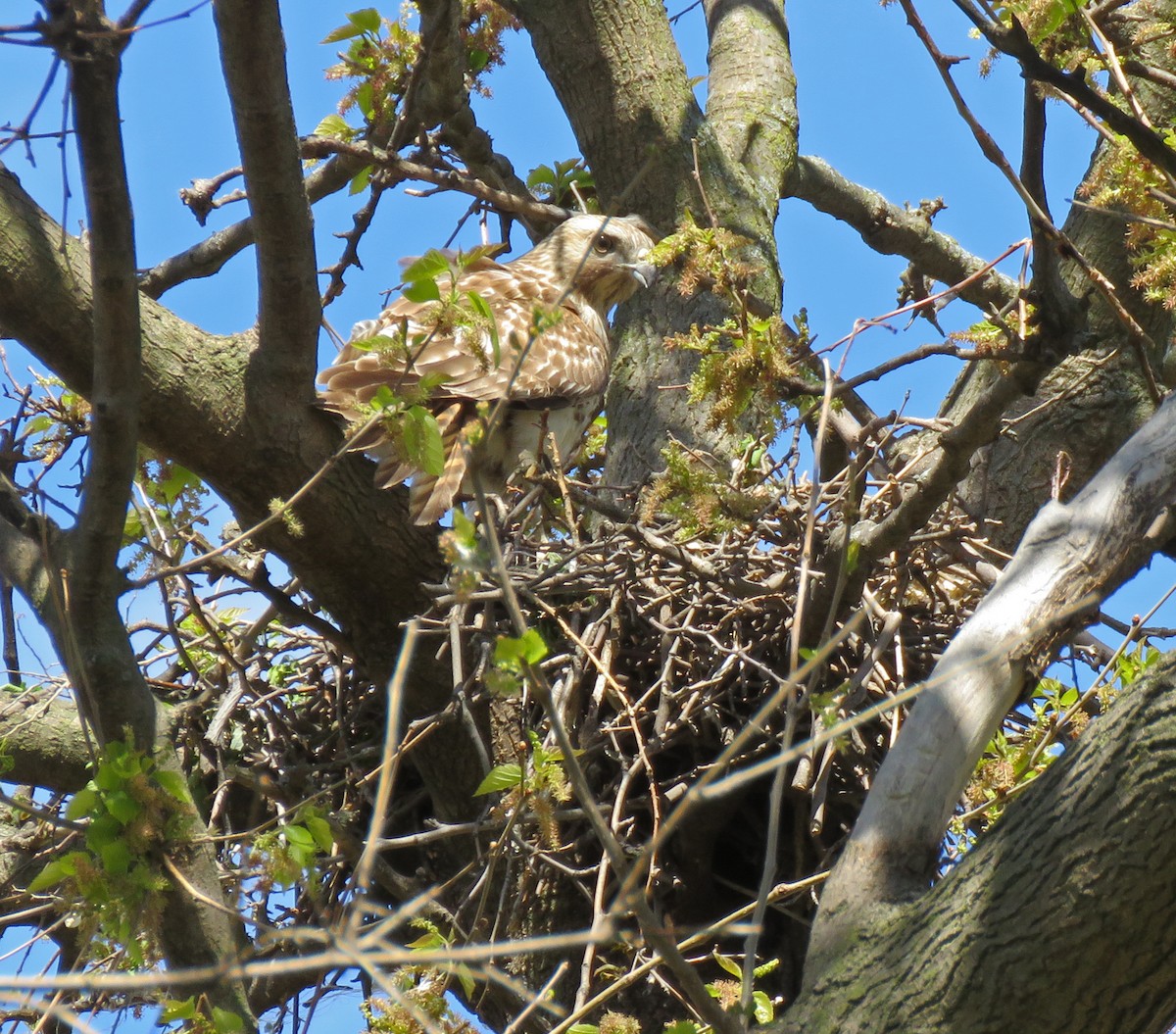 Red-shouldered Hawk - ML337287891