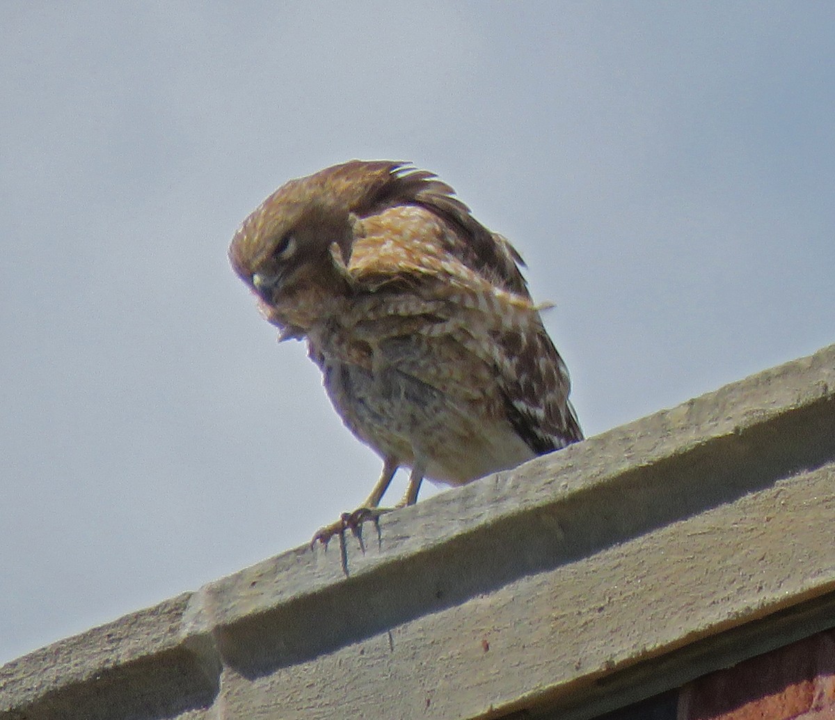 Red-shouldered Hawk - ML337287951