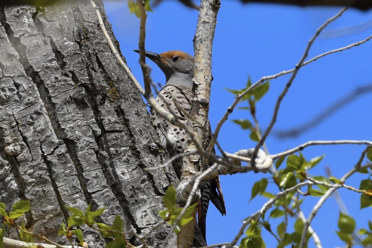 Northern Flicker - ML337288021