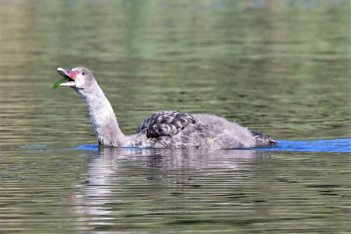 Black Swan - Alfons  Lawen