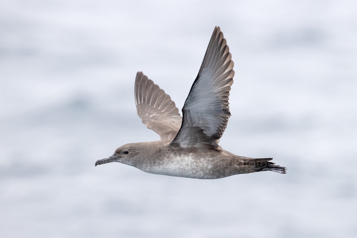 Balearic Shearwater - Rafael Armada | Warbler Tours