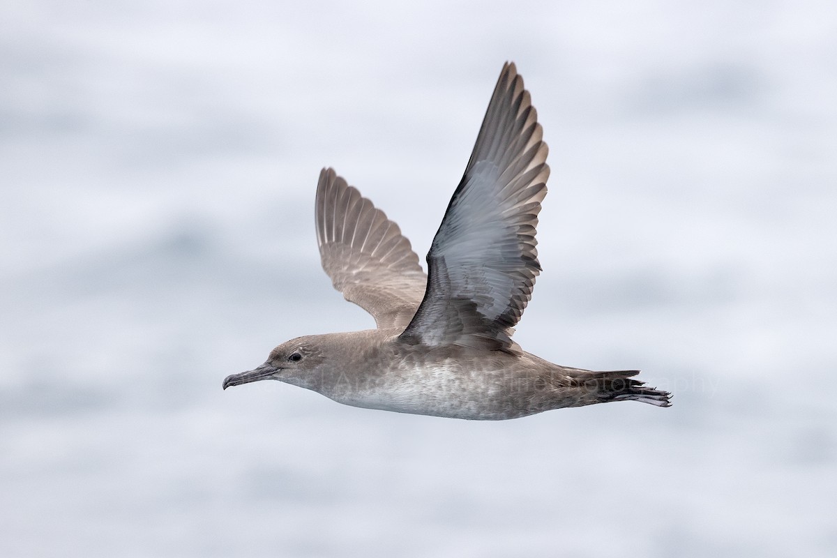 Balearic Shearwater - ML337289311