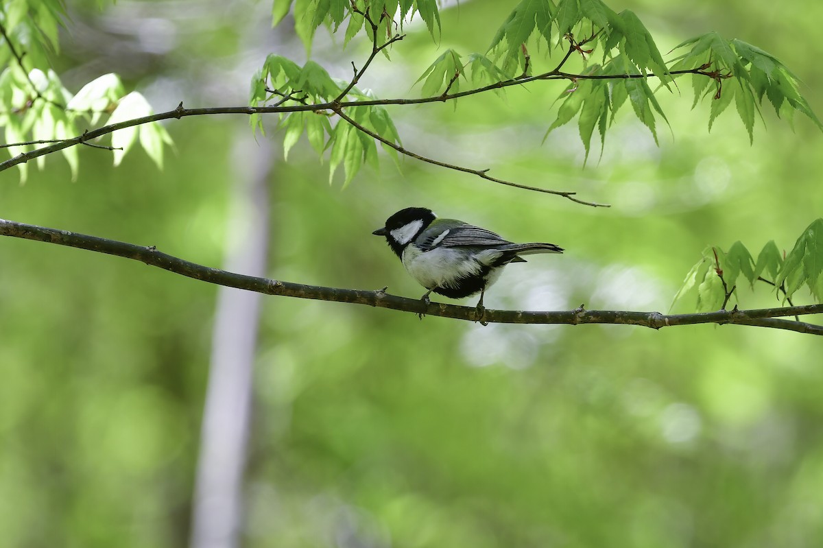 Japanese Tit - Koji  Tagi