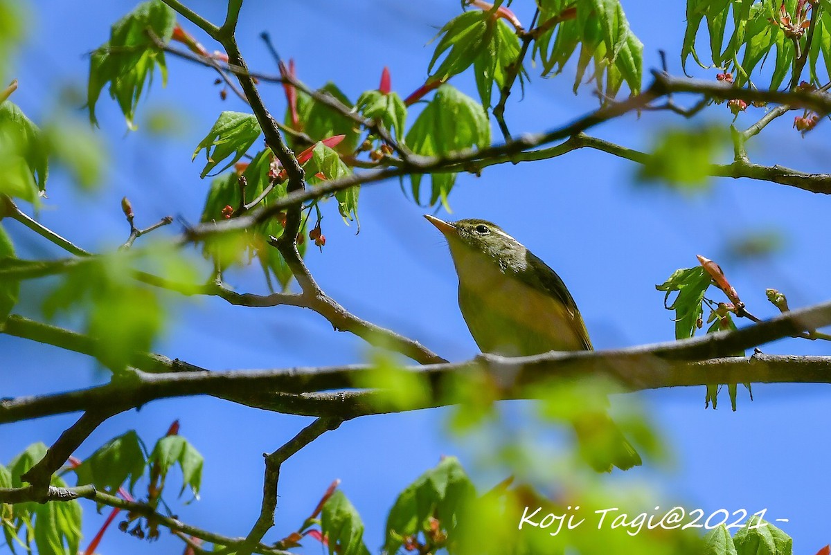 Eastern Crowned Warbler - ML337291181