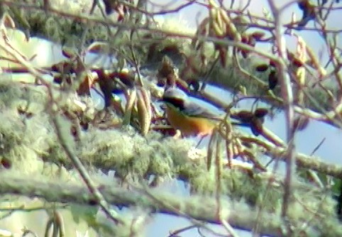 Chestnut-bellied Mountain Tanager - ML337291201