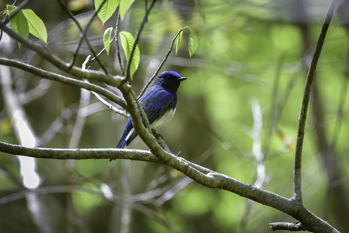 Blue-and-white Flycatcher - Koji  Tagi