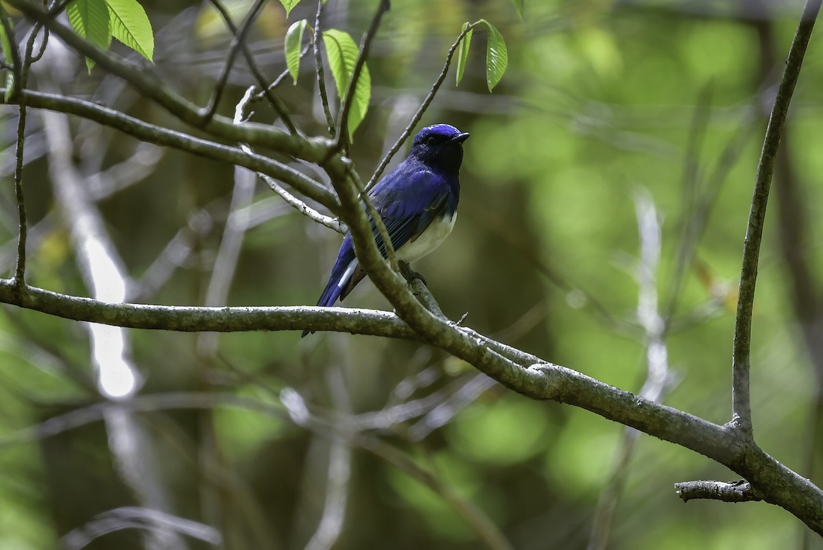 Blue-and-white Flycatcher - ML337291231