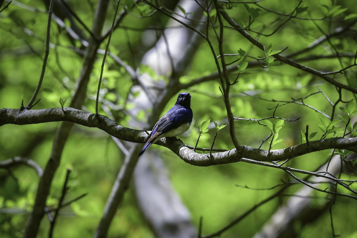 Blue-and-white Flycatcher - ML337291241