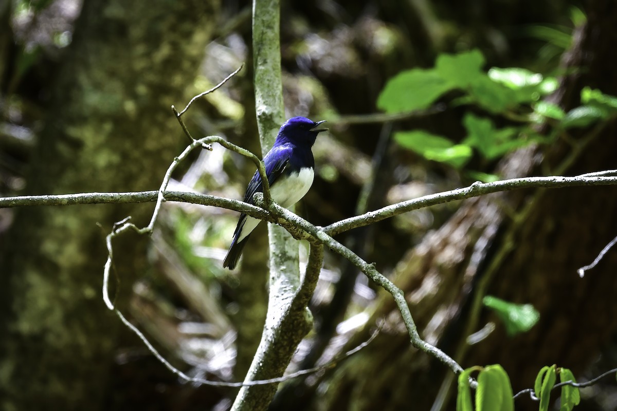 Blue-and-white Flycatcher - Koji  Tagi